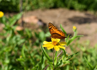 Obraz premium flores e borboletas do campo