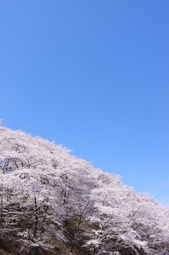 弘法山古墳の桜