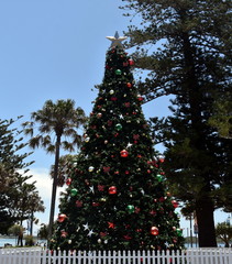 Tall Outdoor Christmas Tree With Decoration in Port Macquarie, Australia