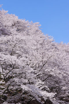 弘法山古墳の桜