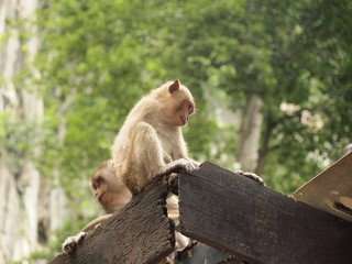 Thinking monkey closeup