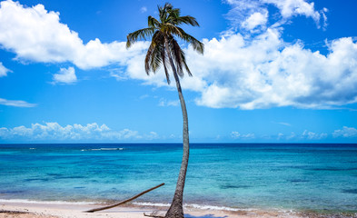 Single palm tree on a deserted beach.