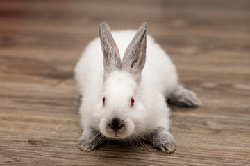 A white little rabbit lies on a wooden floor