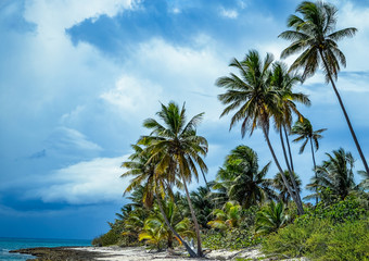 Palm trees on a Caribbean beach.
