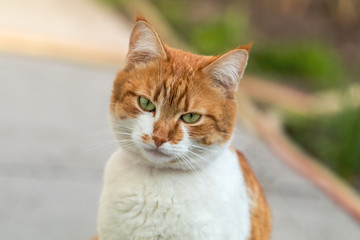 Cute white-and-red cat in a red collar in the grass. Cat is staring at something.