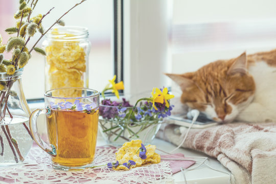 Cup of tea with violet viola, sleeping red-white cat