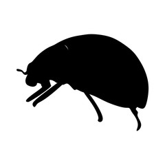 icon Animal with beauty, bright, summer, macro and ladybird