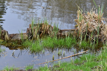 Flooded bank area nearby a floodgate in Berlin-Stahnsdorf