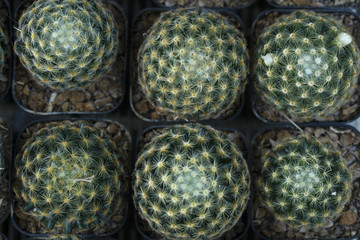 cactus on plant pot