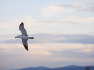 Fototapeta na wymiar Flying seagull over city.
