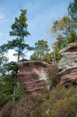 Fototapeta premium retail of narrow path for hiking in the forest
