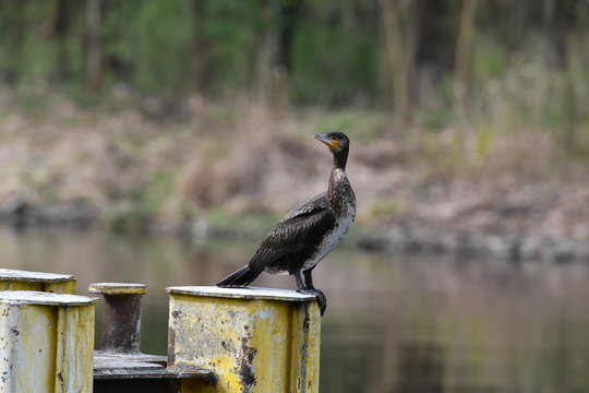 Young cormorant lis ooking for food