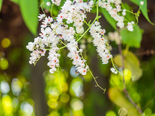 Blooming flower in the garden.