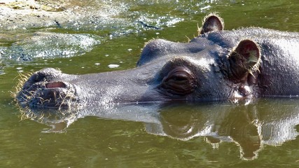 Fototapeta premium Nilpferd, Flußpferd, Nahaufnahme