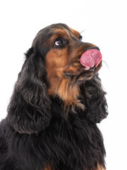 English Cocker Spaniel