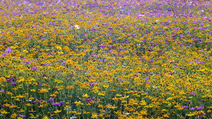 colorful cosmos flower in the  field