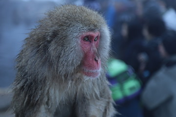 Snow monkey in Japan