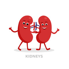 Strong healthy kidneys cartoon characters isolated on white background. Happy kidneys icon vector flat design. Healthy organ concept medical illustration.