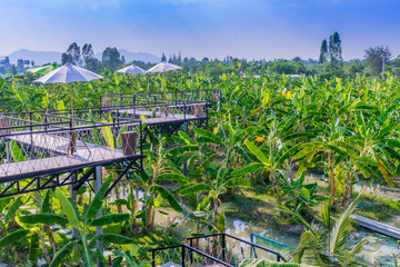 Fototapeta premium Banana tree plantation in garden in Kanchanaburi Thailand.