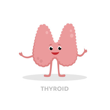 Strong healthy thyroid gland cartoon character isolated on white background. Happy thyroid icon vector flat design. Healthy organ and hormonal system concept medical illustration.