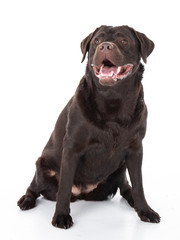 Labrador Retriever Show Linie