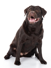 Obraz premium Labrador Retriever Show Linie