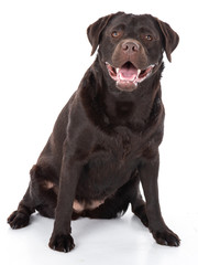 Labrador Retriever Show Linie