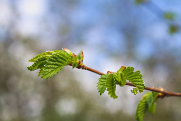 The first spring gentle leaves, buds and branches macro background.