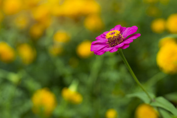 Pink flower on yellow flowers background