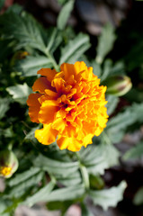 マリーゴールド
