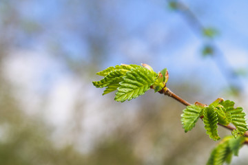 The first spring gentle leaves, buds and branches macro background.