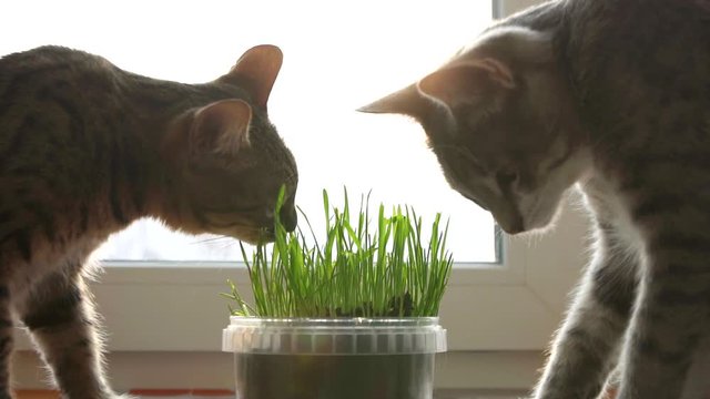 two cats eat cat grass. Natural vitamins. care for pets close up