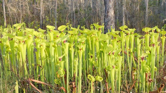 4K Yellow Pitcherplants (Sarracenia flava var. rugelii) 2