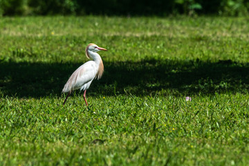 Cattle egret strutting in the sunlight!
