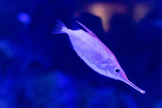 cute trumpet fish in a tank of the Valencia aquarium