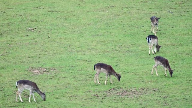 Fallow Deer (Dama dama) on a green pasture, Czech Republic. Beautiful fresh green grass. Deer in the nature habitat. Animal in the meadow. Wildlife scene in Europe.
