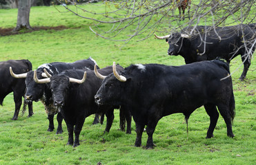 toros en ganaderia en españa