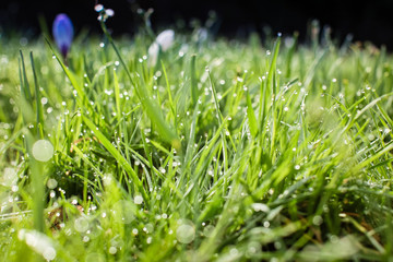 spring flowers of crocus on green grass with dew
