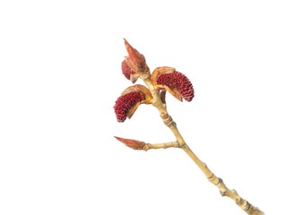 Poplar buds on white