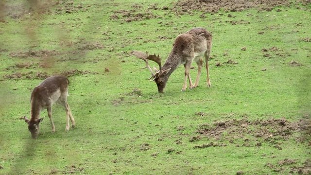 Fallow Deer (Dama dama) on a green pasture, Czech Republic. Beautiful fresh green grass. Deer in the nature habitat. Animal in the meadow. Wildlife scene in Europe.