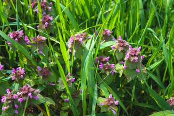 Purple dead nettle Lamium purpureum with green grass in a background.