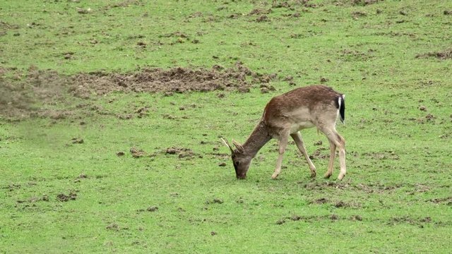 Fallow Deer (Dama dama) on a green pasture, Czech Republic. Beautiful fresh green grass. Deer in the nature habitat. Animal in the meadow. Wildlife scene in Europe.
