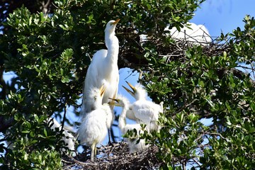 Cattle Egret