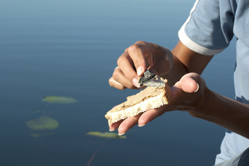 Cooking a sandwich in nature close-up.