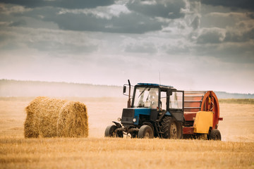Obraz premium Tractor Collects Dry Grass In Straw Bales In Summer Wheat Field.