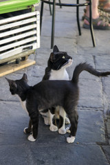 Greek black and white cat with kitty begging for food
