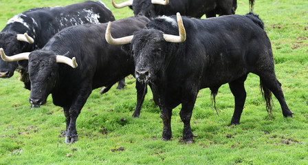 bull in green landcape in spain