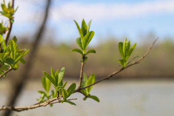 The first spring gentle leaves, buds and branches macro background.