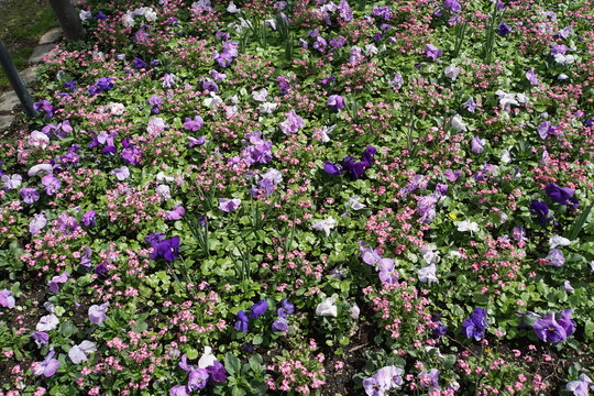 rosa bl&uuml;hendes Fr&uuml;hlingsbeet