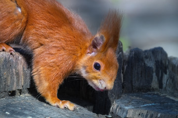 Rotes Eichhörnchen mit herausgestreckter Zungenspitze